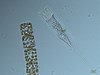 Photo of Helicostomella